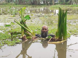 বন্যার পানিতে তলিয়ে গেছে কচু ফসলের ক্ষেত ৩লক্ষ টাকার ক্ষতির আশঙ্কা ভেঙে গেছে কৃষকের স্বপ্ন।