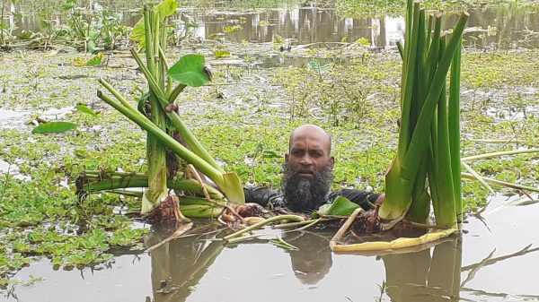 বন্যার পানিতে তলিয়ে গেছে কচু ফসলের ক্ষেত ৩লক্ষ টাকার ক্ষতির আশঙ্কা ভেঙে গেছে কৃষকের স্বপ্ন।